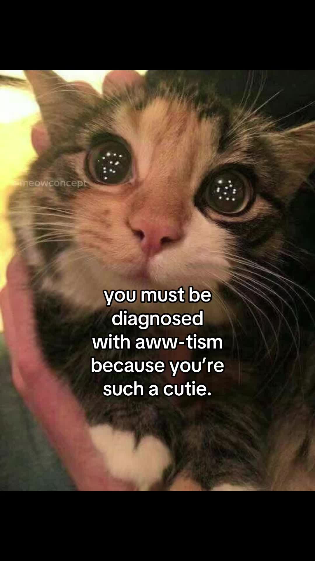 @meowconcept