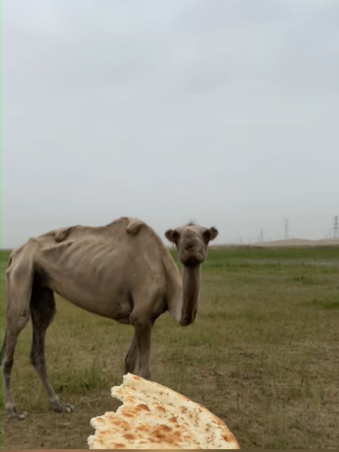 @Gislason Camel