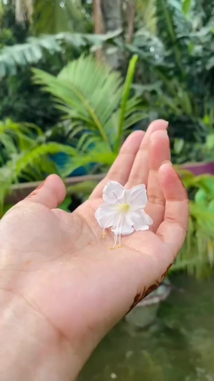 @🌺🌿🌺 Jerin 🌺🌿🌺