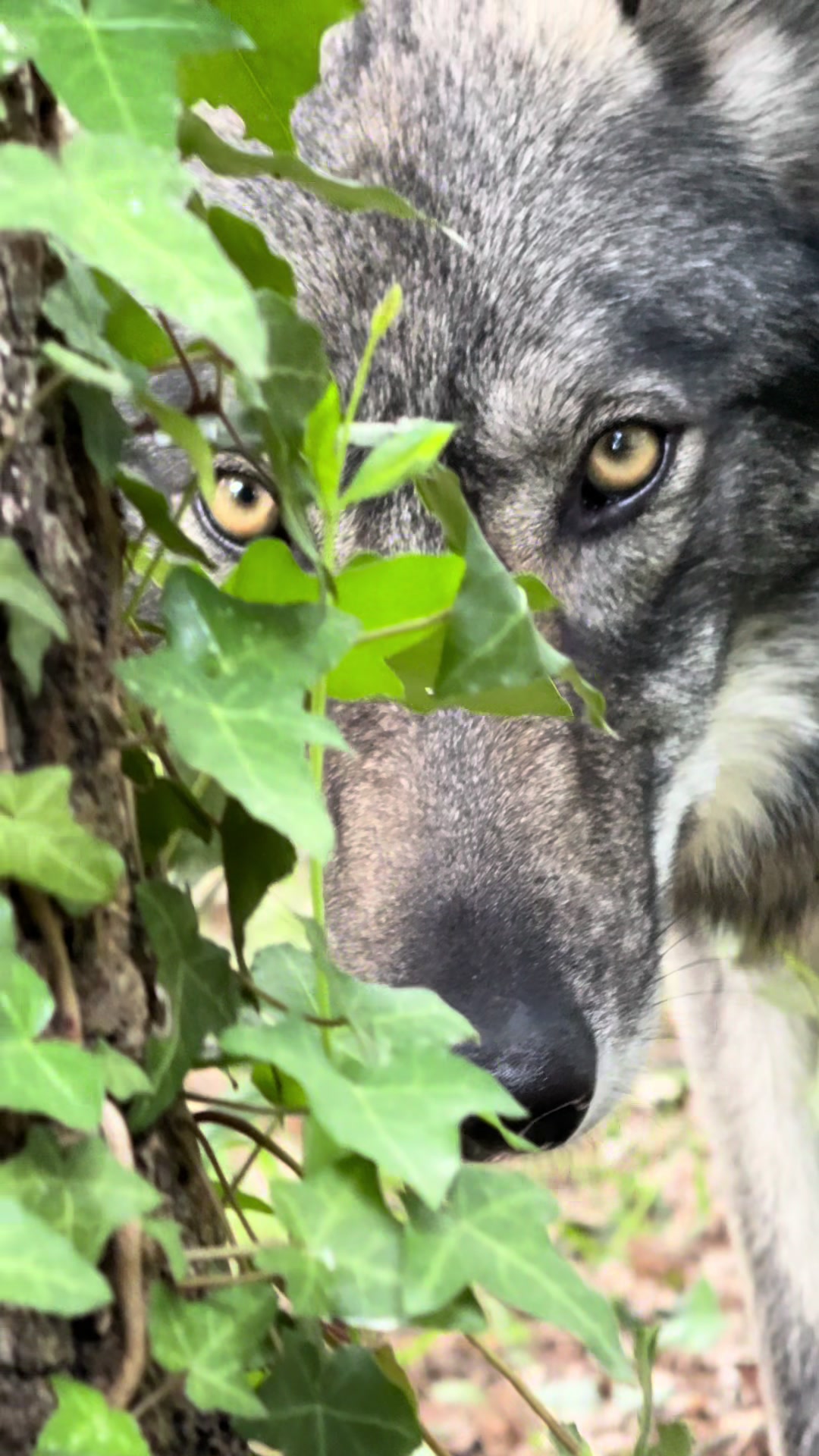 @Real_ArcaneWolfdog