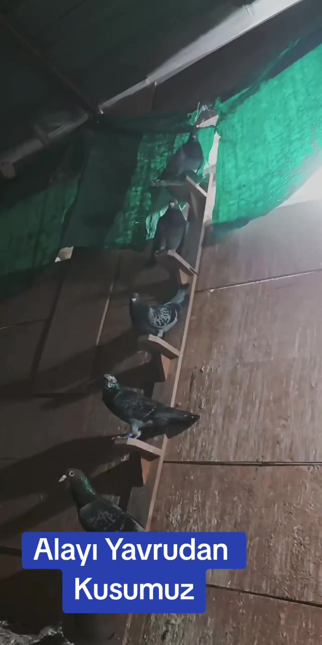 @Postacı_6380