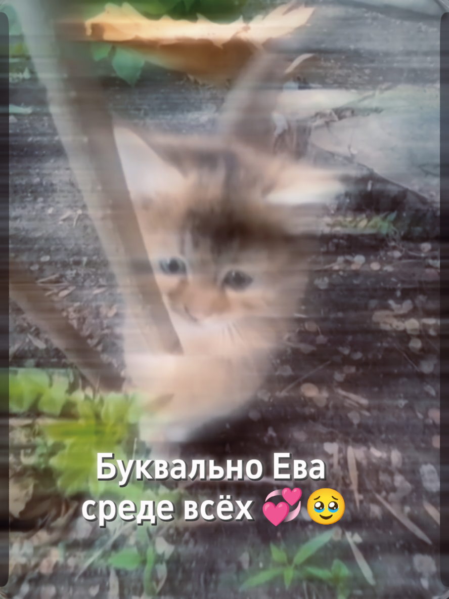 @кошачья★