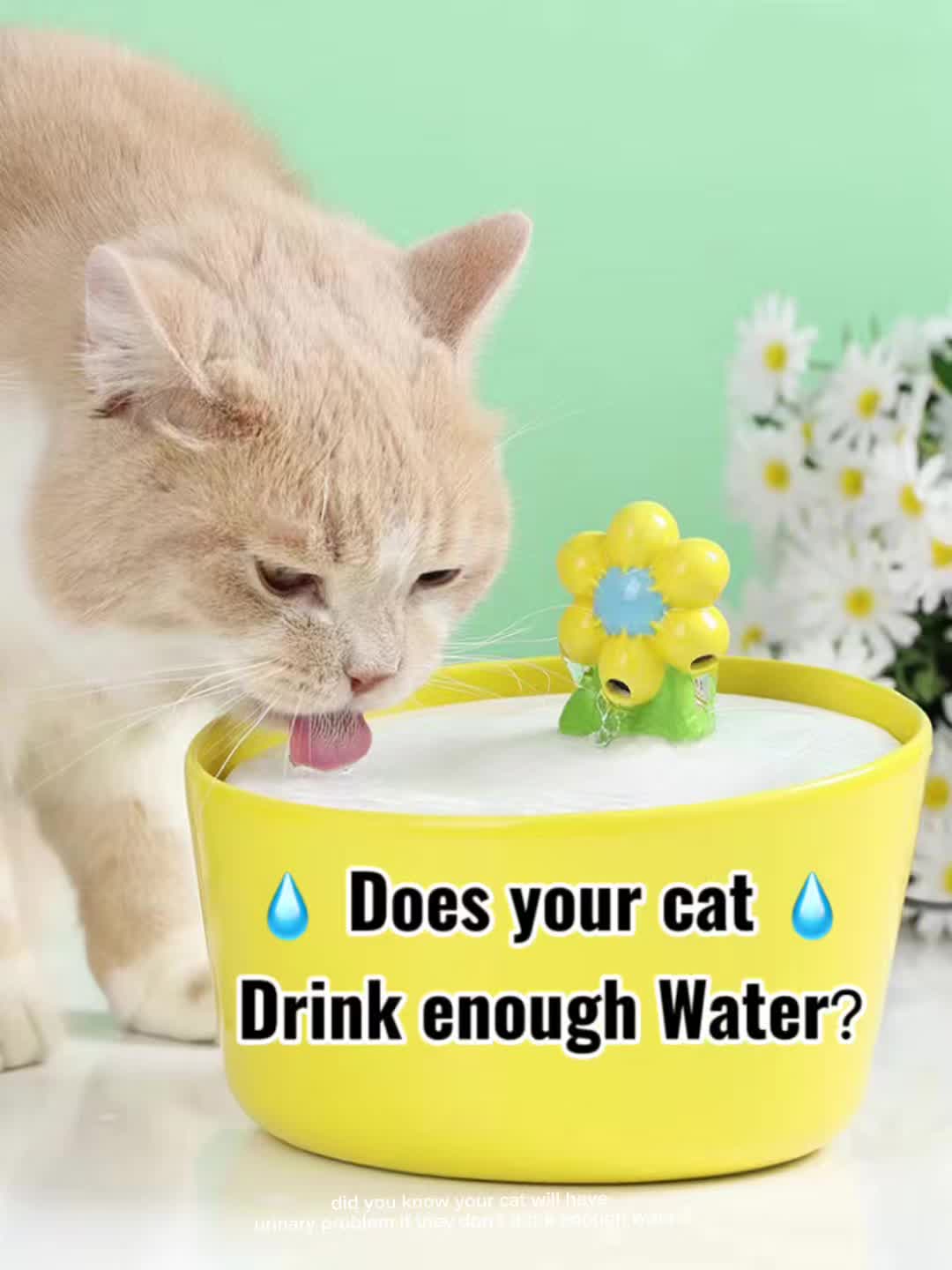 @Jessny Pet Lover