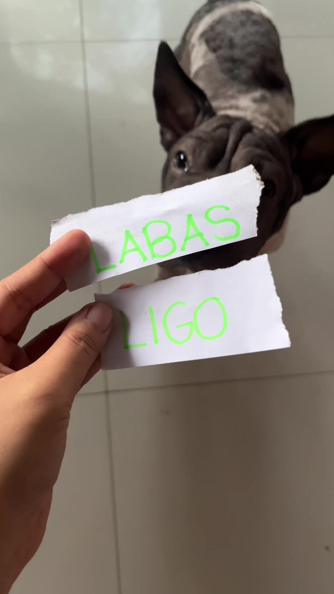 @sheiᥫ᭡