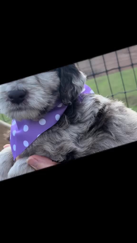 @atlantadoodlesandpoodles