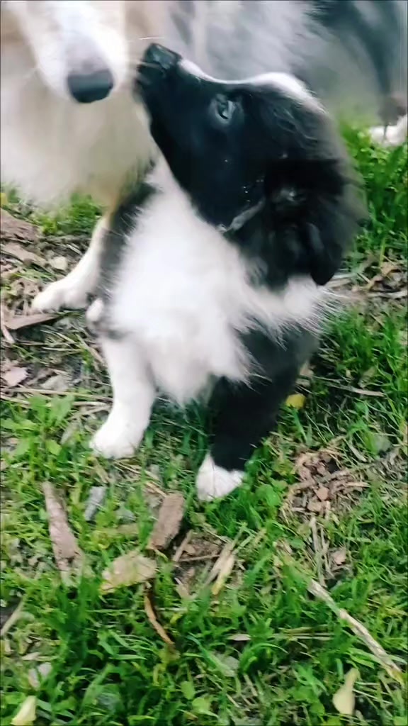 @kennel.dogs