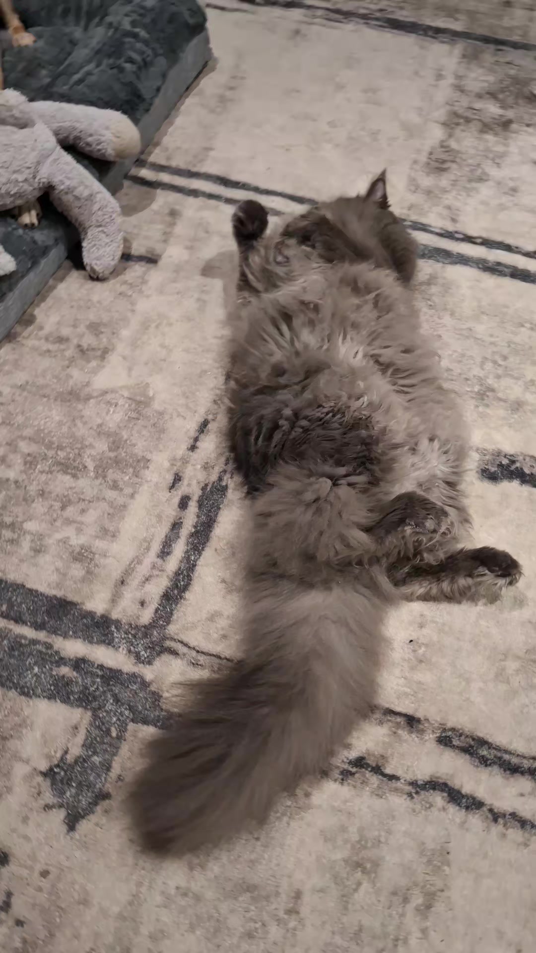 @Ragnar the Maine Coon 🐈