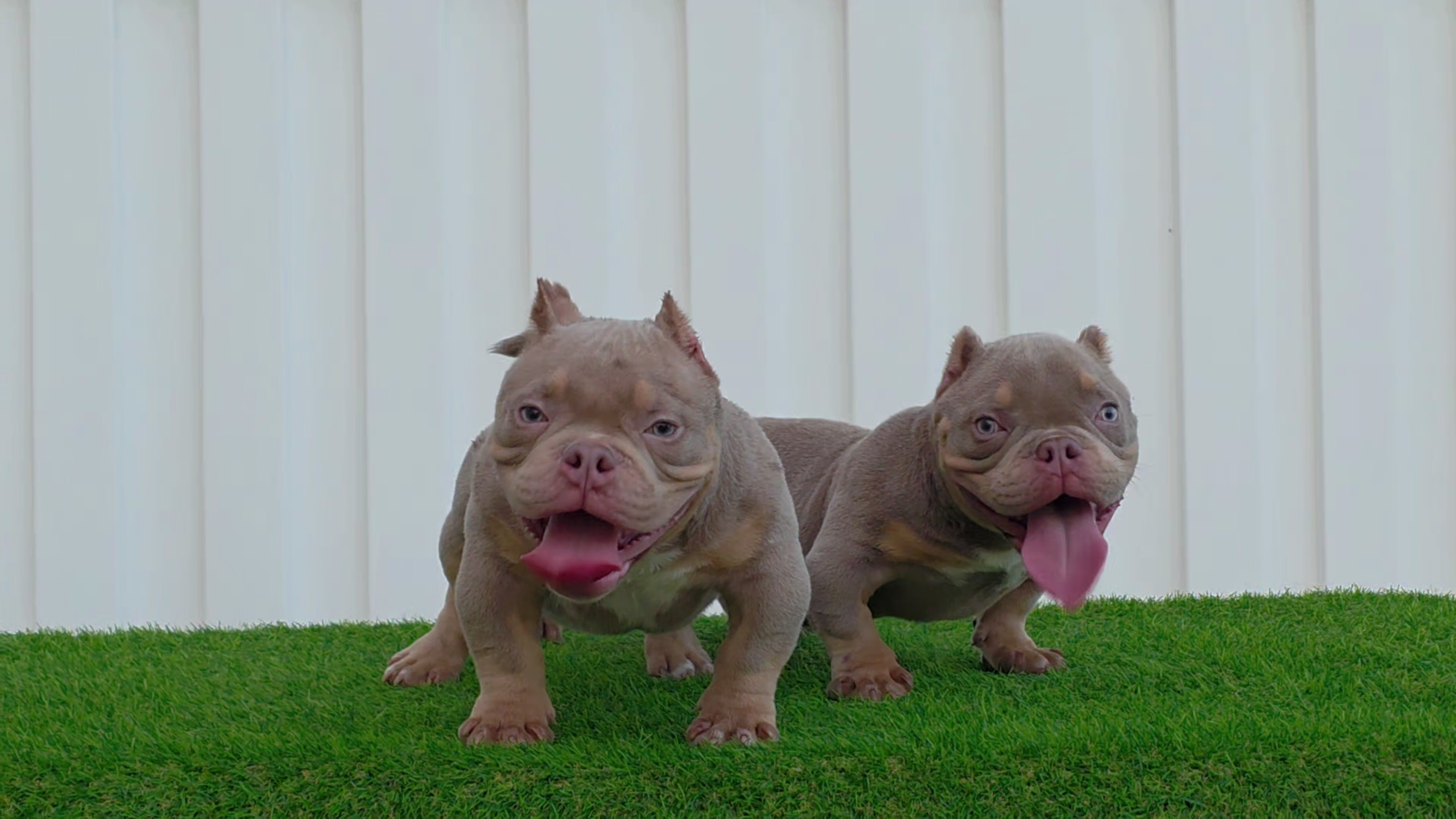 @baglife_kennels