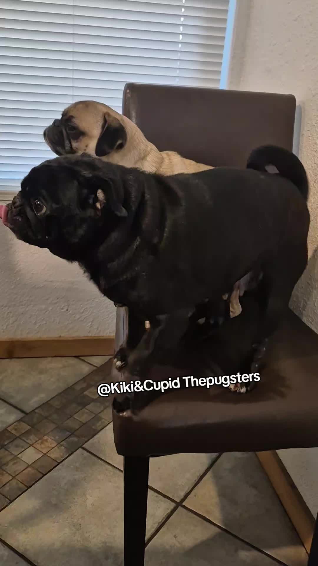 @Kiki&Cupid Thepugster