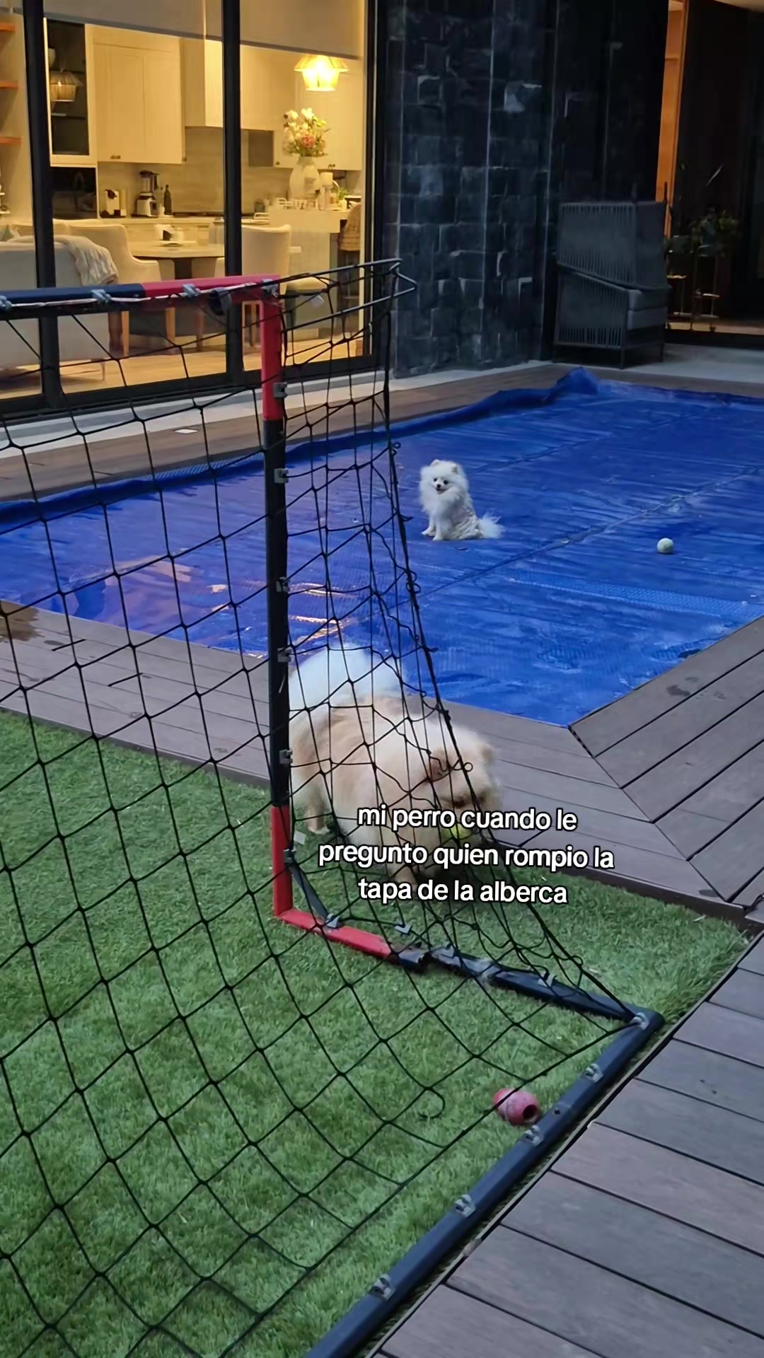 @️ Ang&eacute;lica Fx