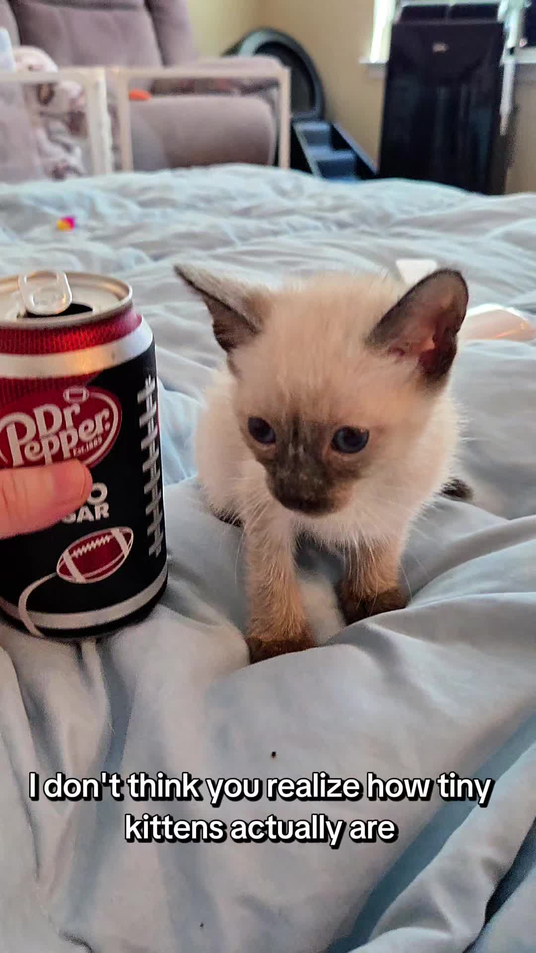 @Brittany's Beauties Kittens