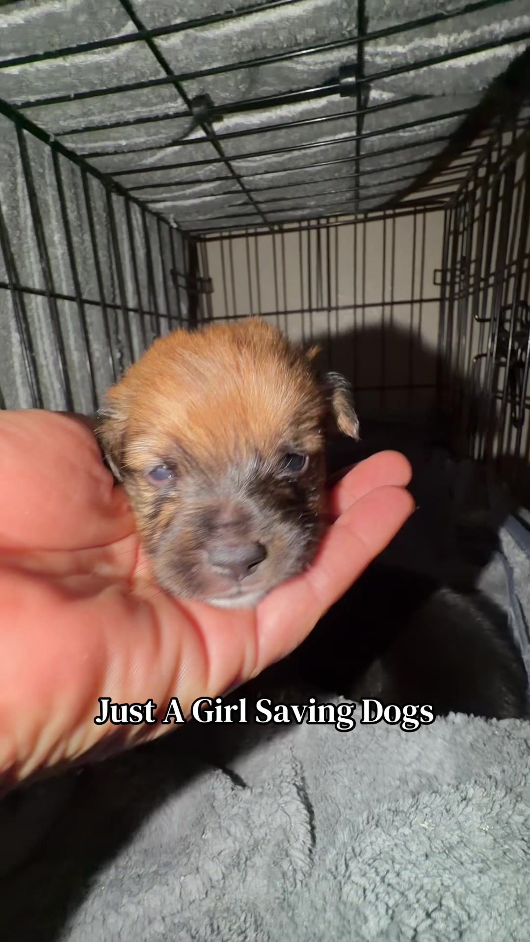 @Just A Girl Saving Dogs