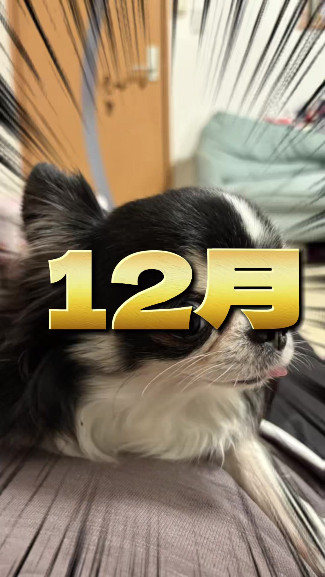 @ニンニン🐶🩵🍀