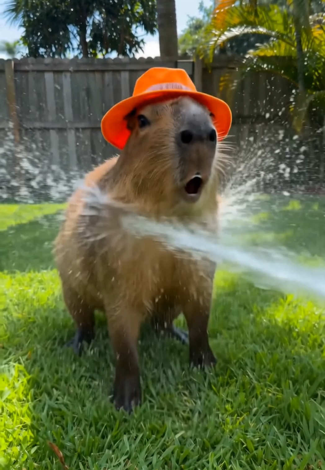 @Ollie The Capybara