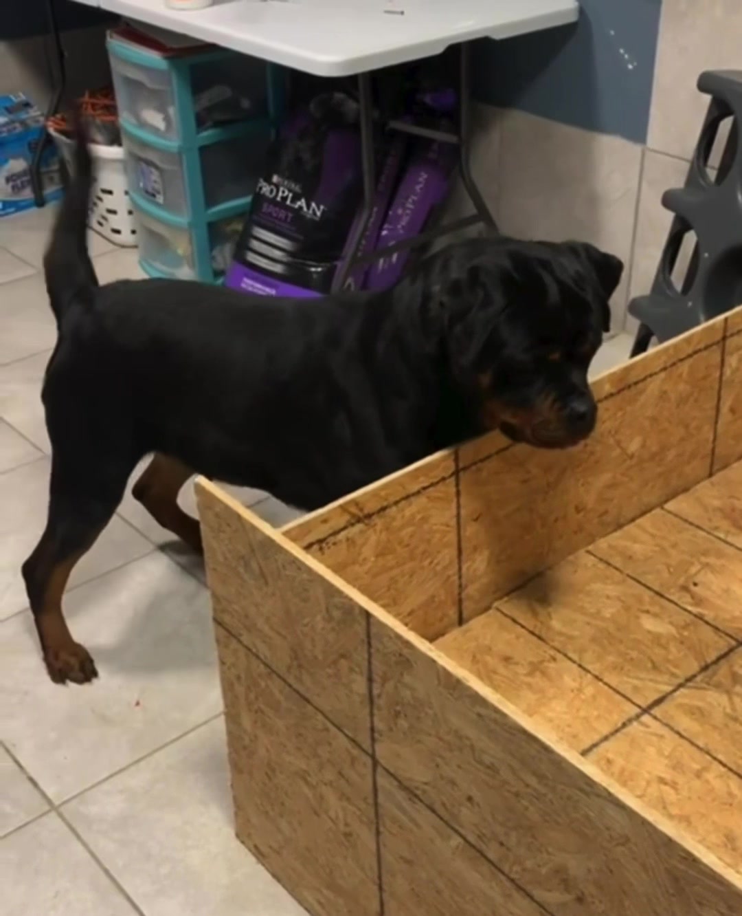 @King Vasko Rottweilers
