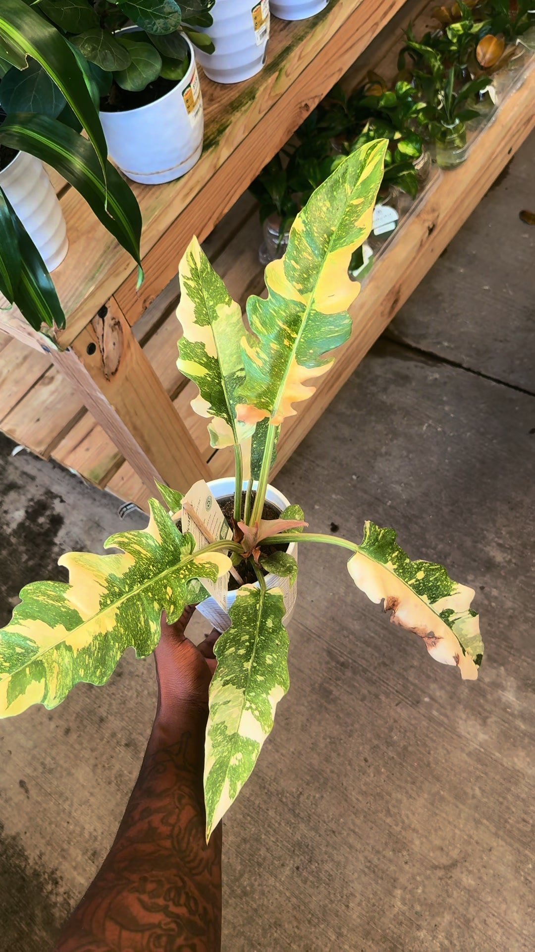 @Plant Deco ATL