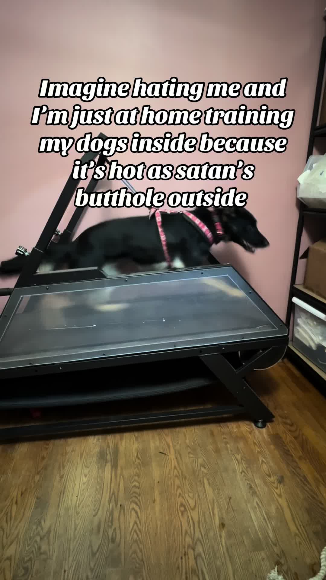 @potsiewithdogs
