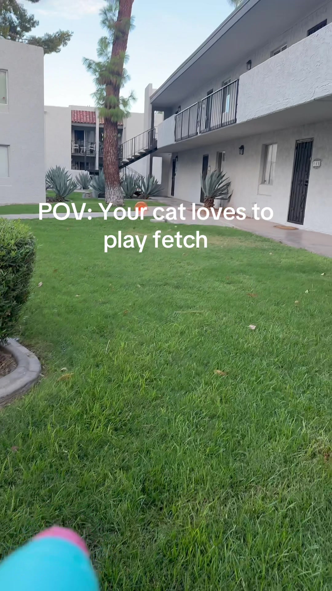 @Therapy Cat Roger & Family