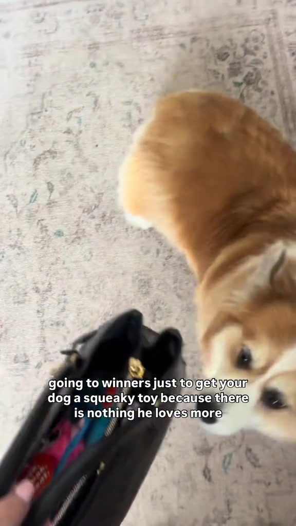 @hudsonthefluffycorgi