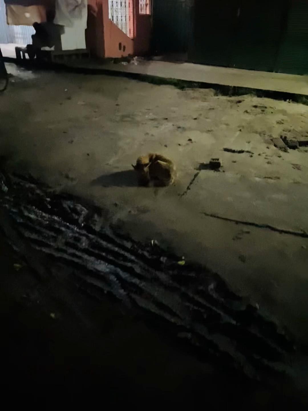@đđĻDibbođĻđ