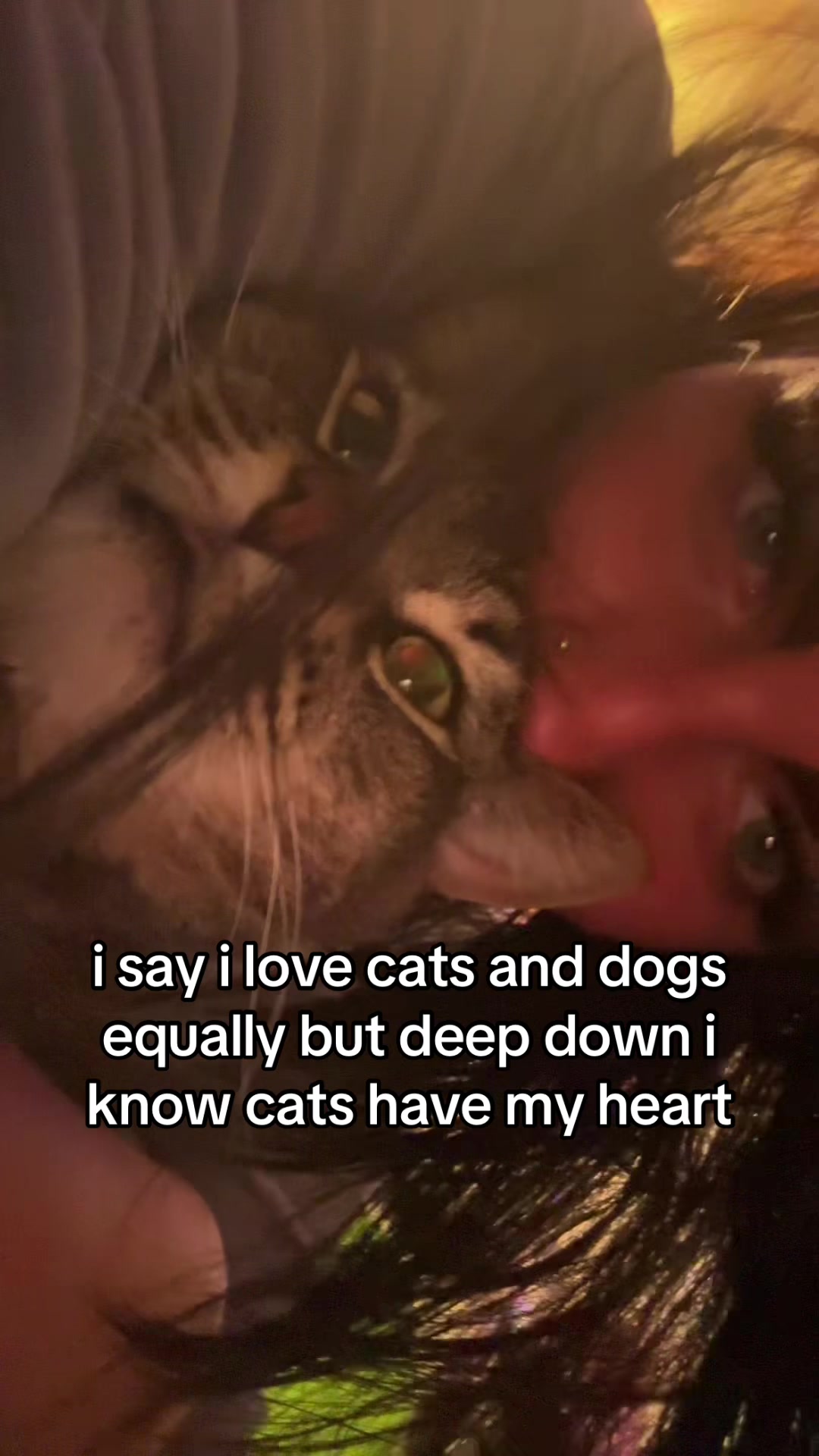 @allycat🐈⬛