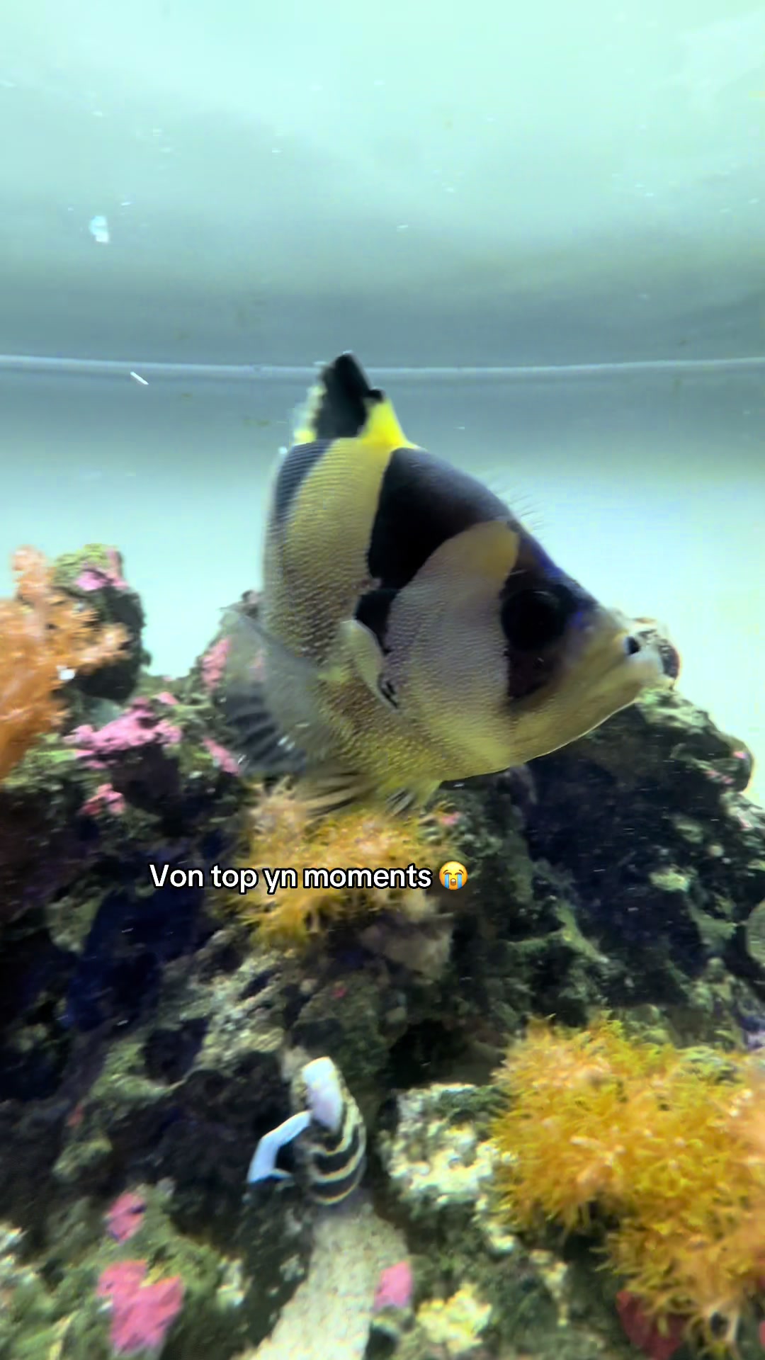 @ReefSync