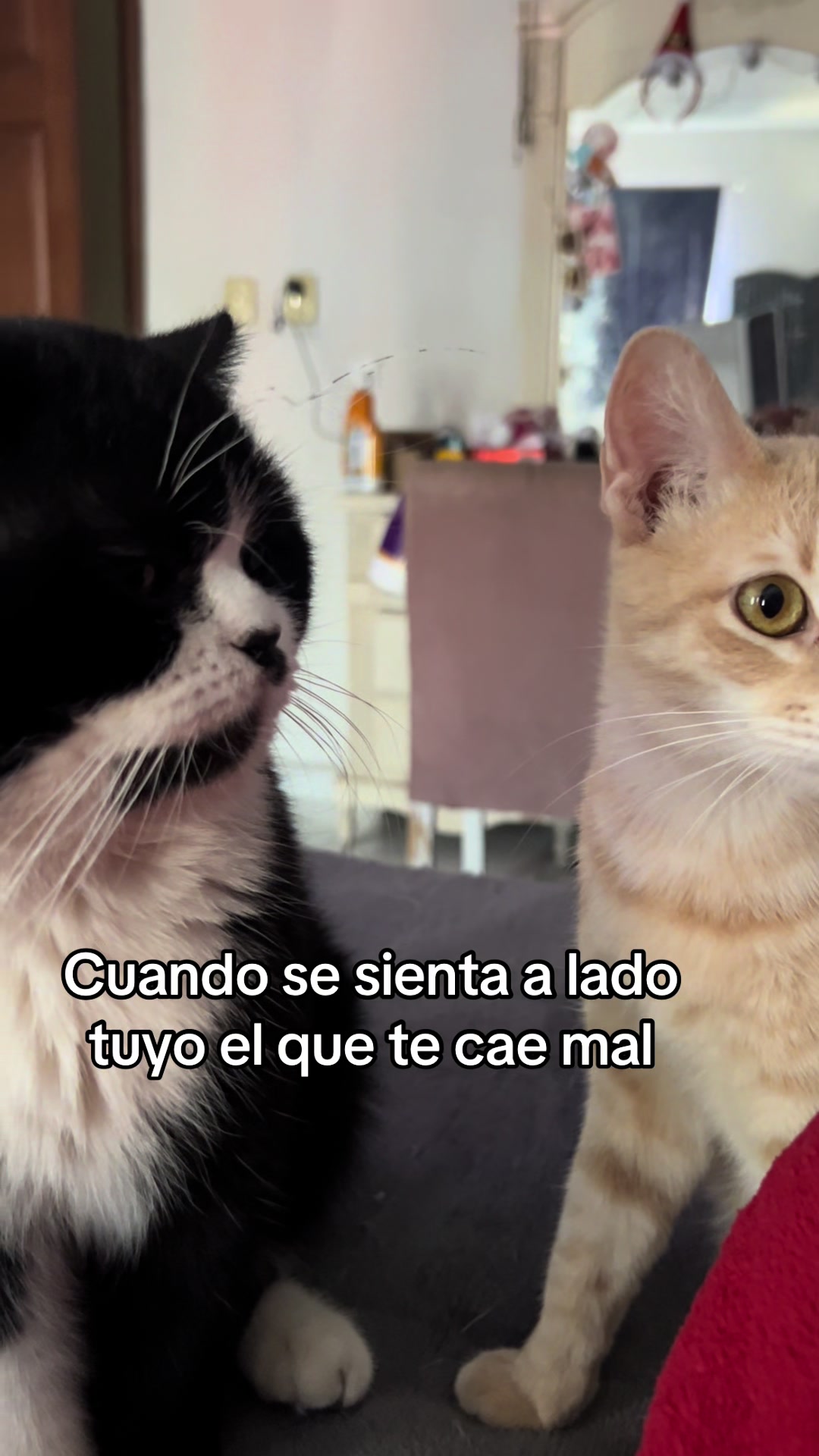 @Chat&Oro