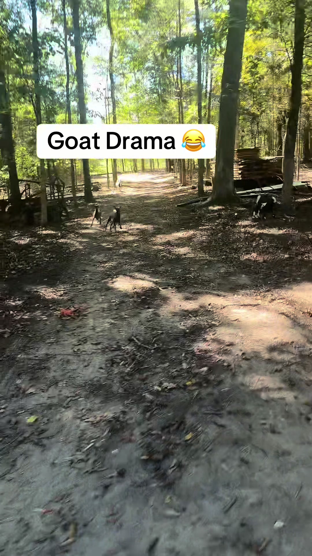 @Gray Acres Homestead