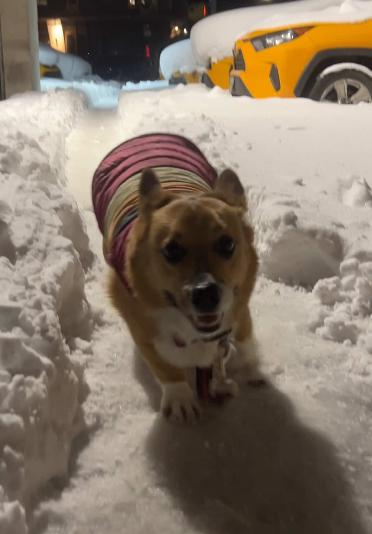 @Cosmo The Cute Corgi