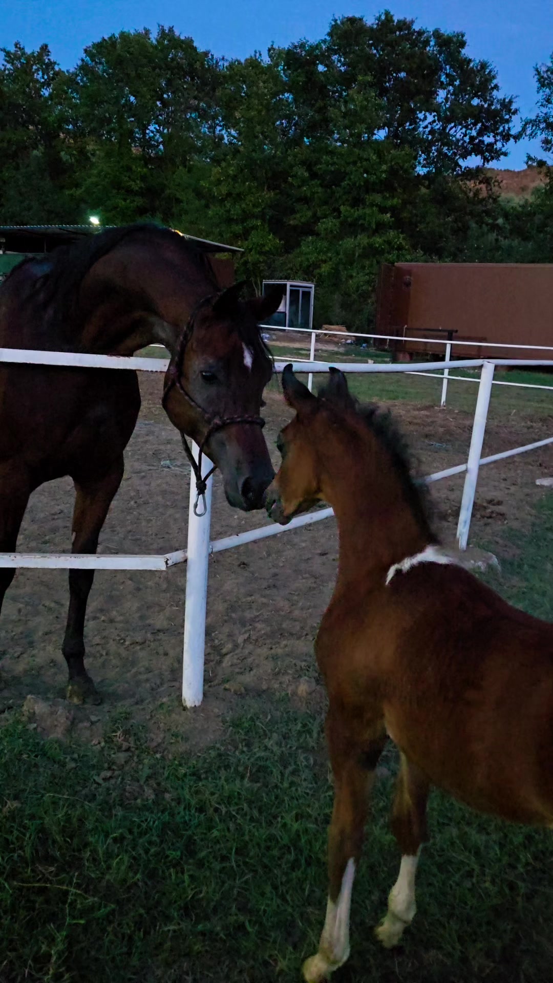 @Horse Training Center Albania