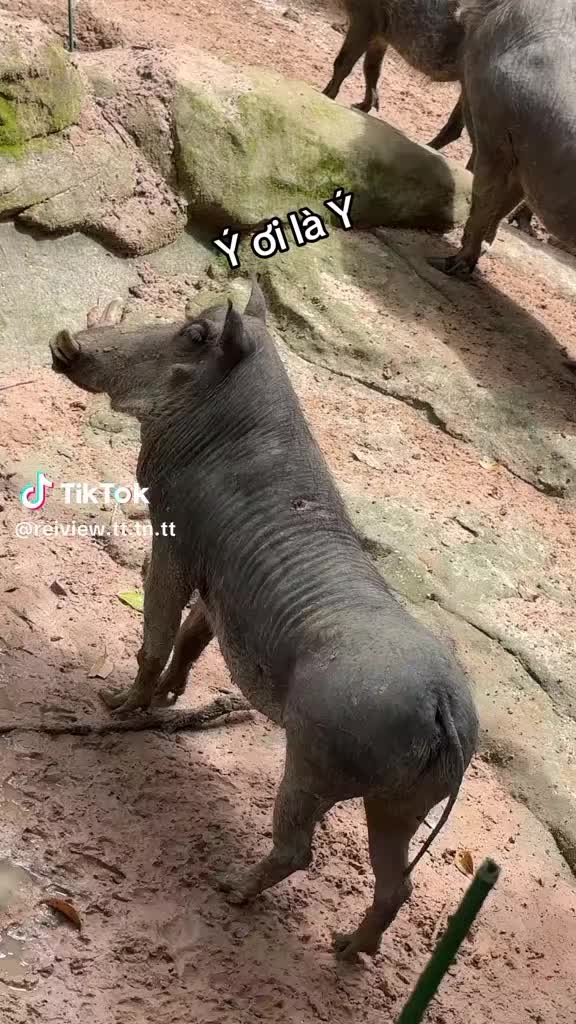 @Ngọc H&acirc;n ff