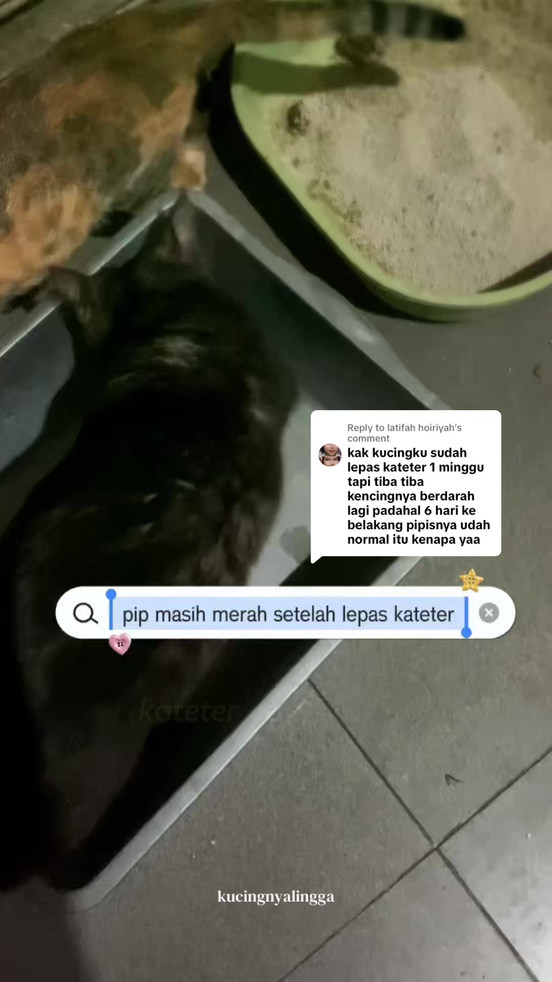 @kucingnyalingga🍉