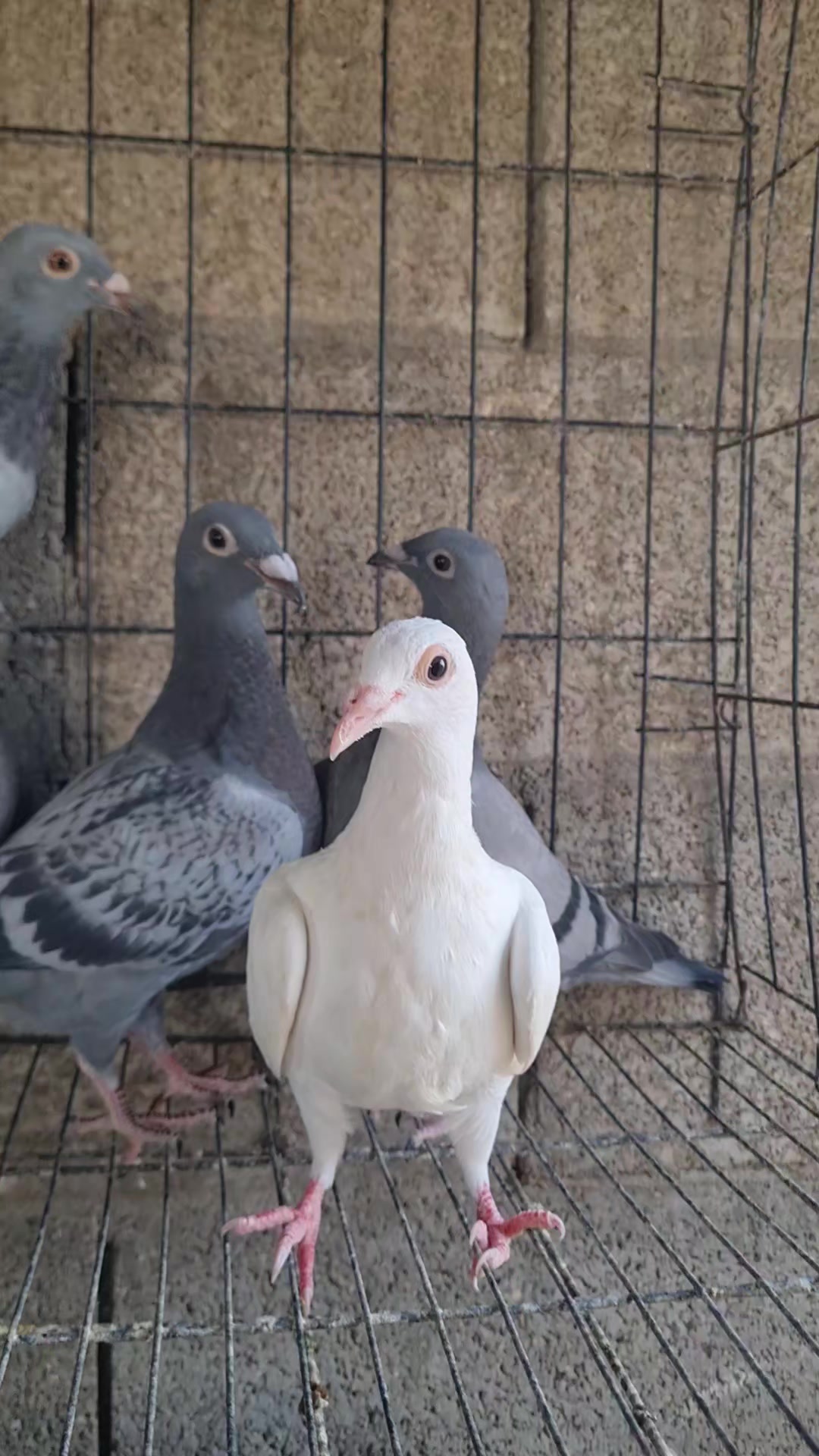 @Pigeons Tv