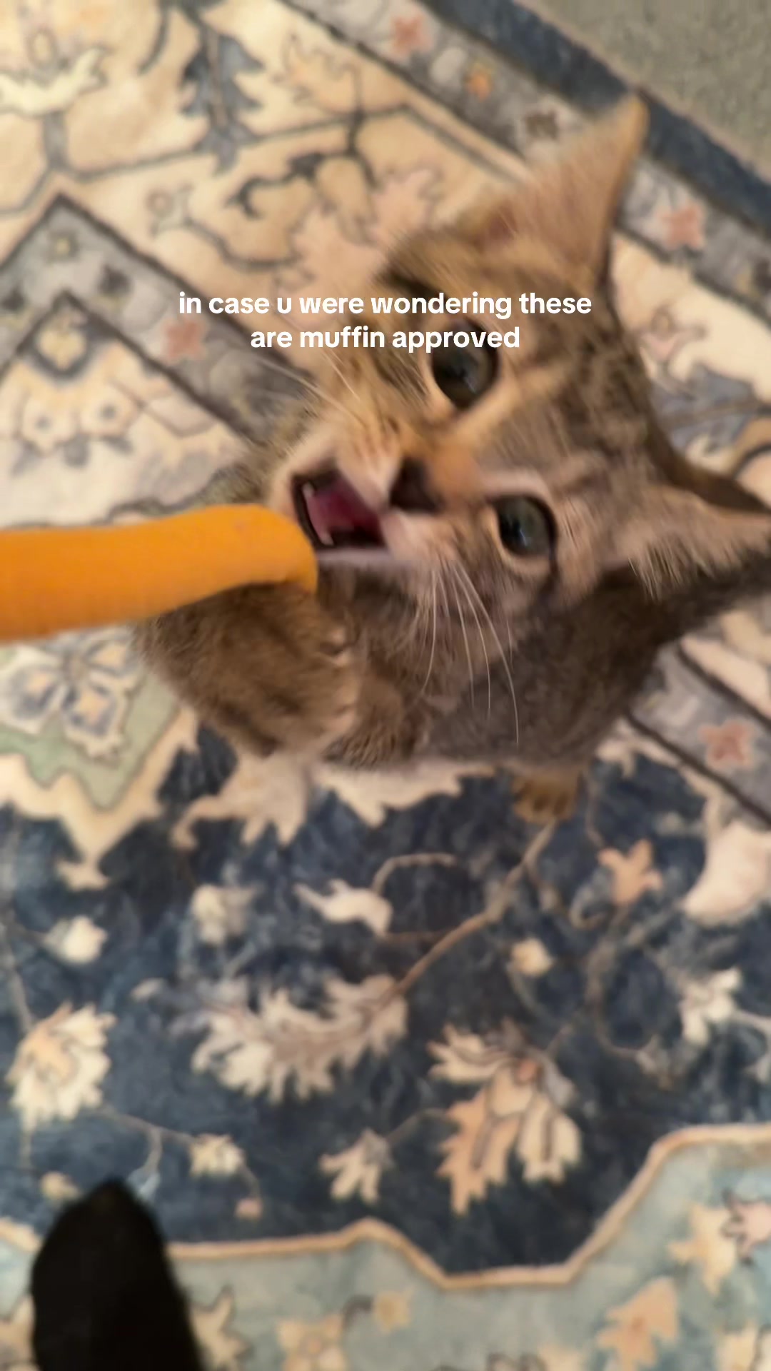 @bink the big orange cat