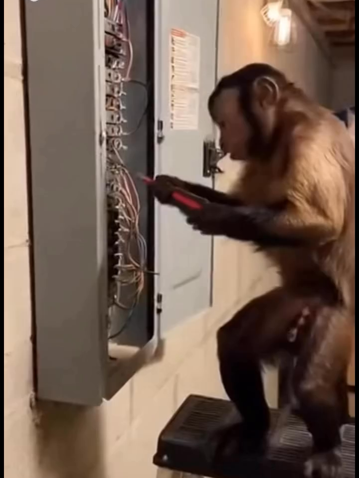 @AICYBER_AU