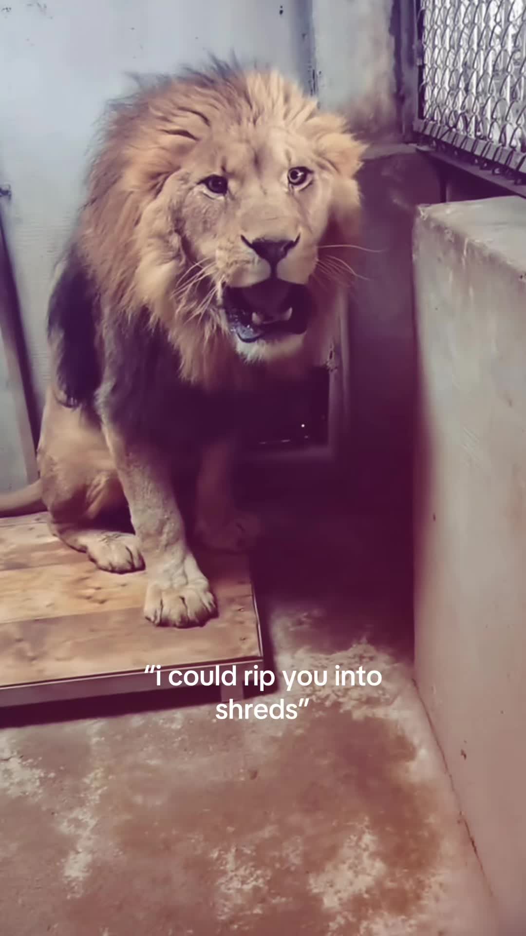 @dailymarmot00