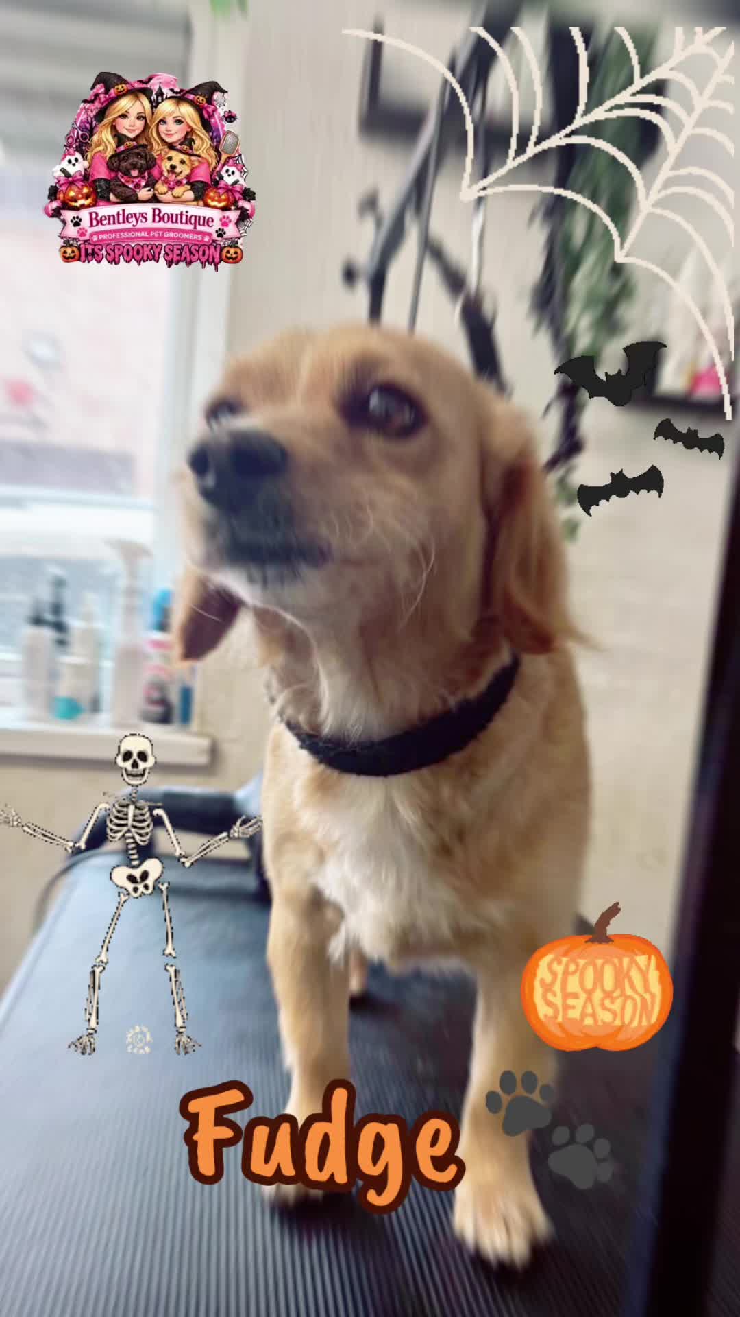 @Bentleys Boutique Pet Groomers
