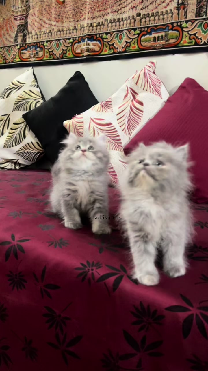 @karachikittens