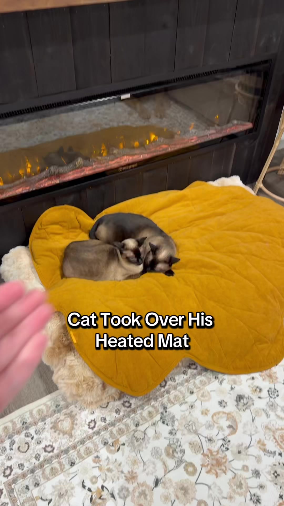 @lifewithgoldenshepherds
