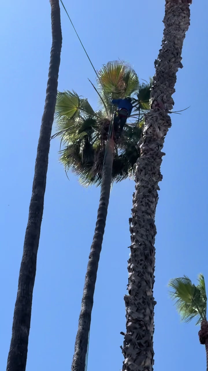 @fidel_treeexperts