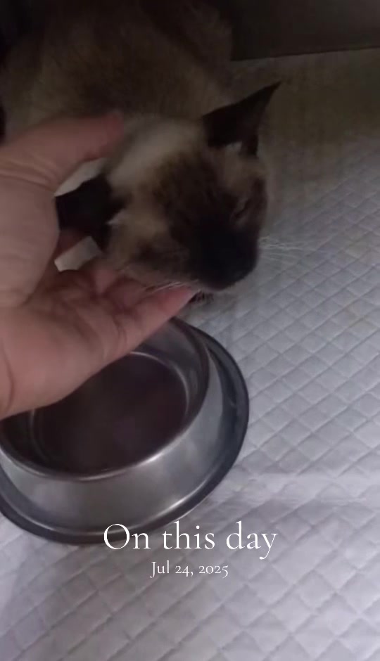 @TheCatFather