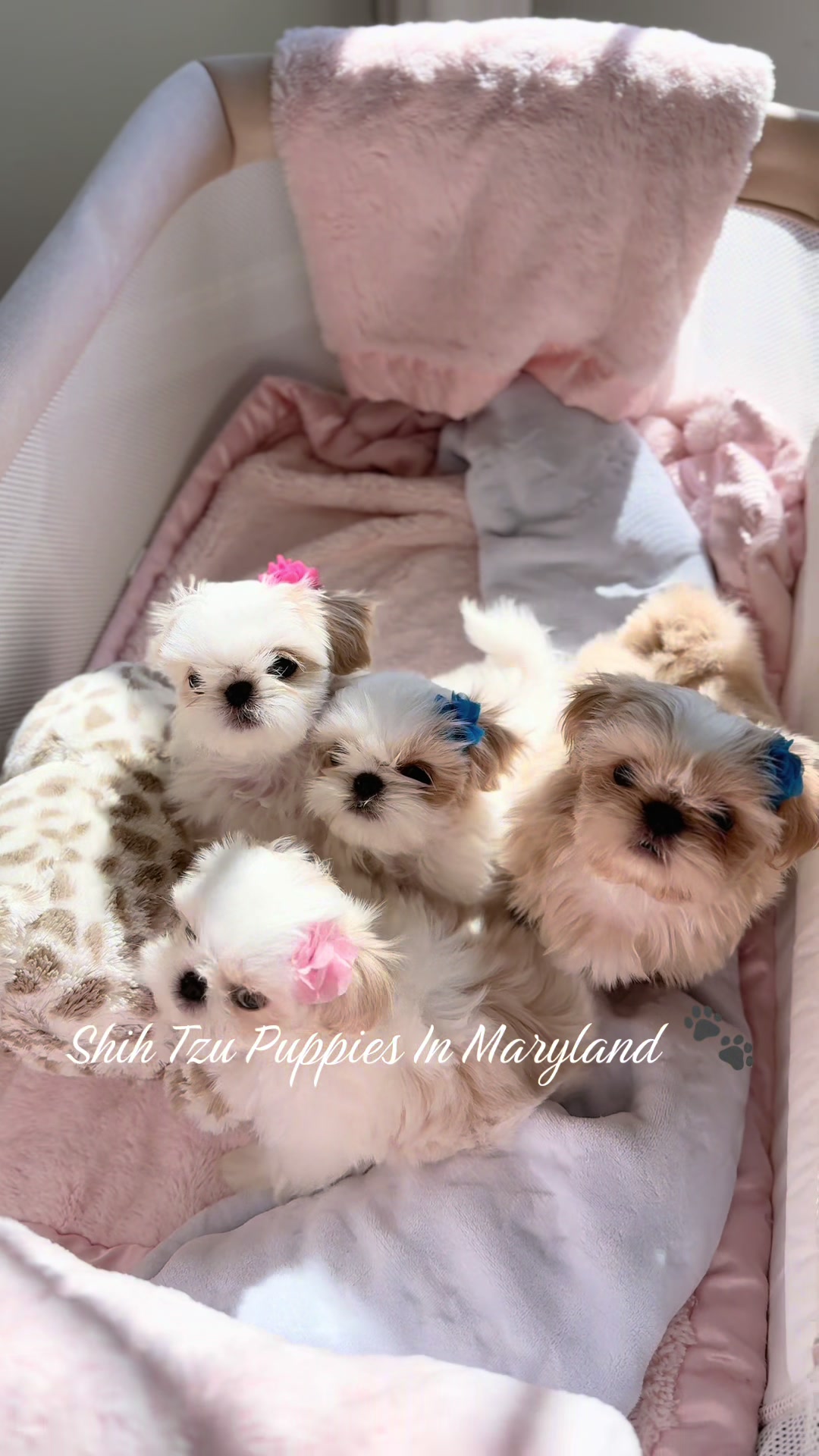 @Shih Tzu Puppies in Maryland
