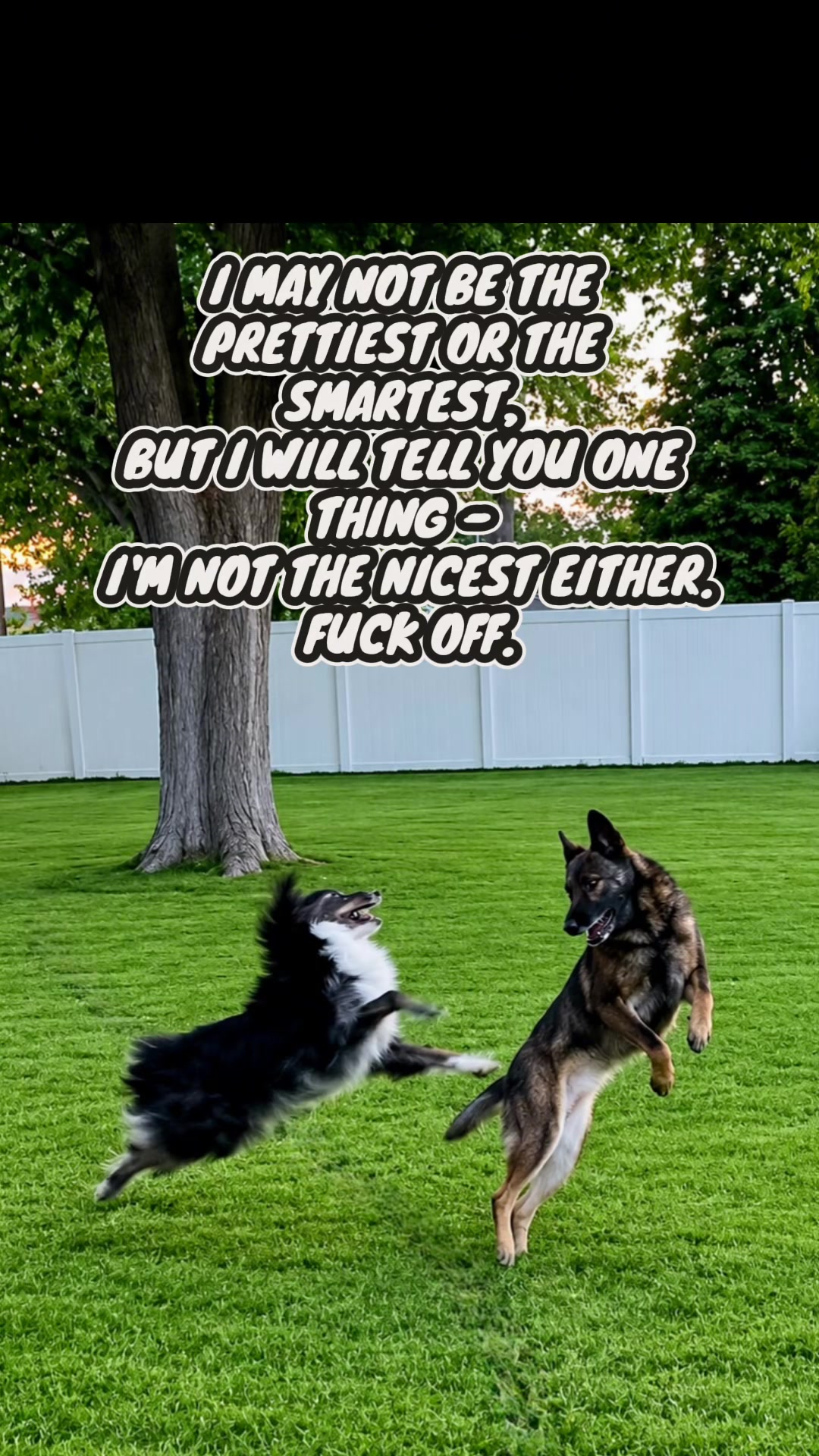 @K9 Dina