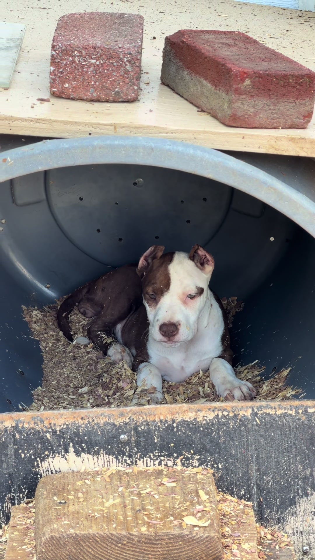 @WorldGoneMadKennels