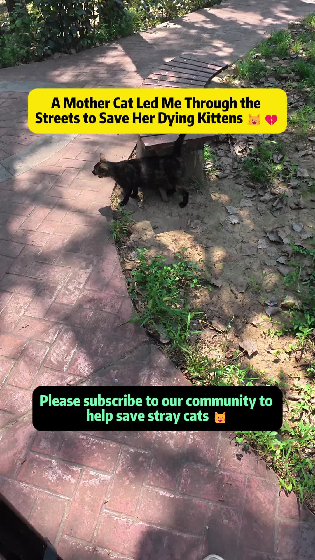 @Stray Cat Talkz