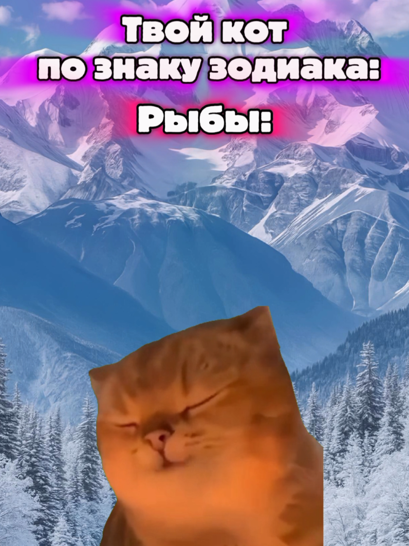 @MisterCat