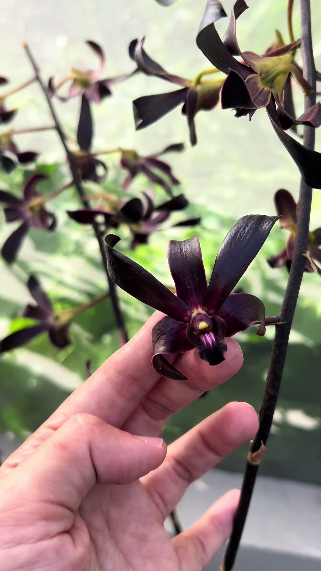 @Anggina Orchid