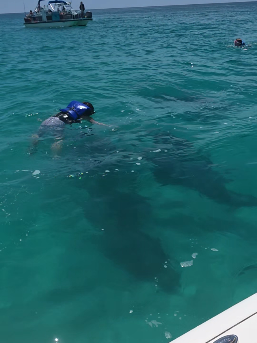 @Shell Island Dolphin Tours 🐬
