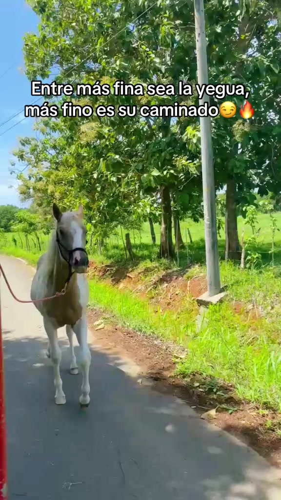@pilot.rogelio13