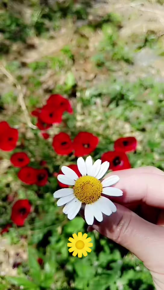 @♑🌺 Dan_ulduzu🌺♑
